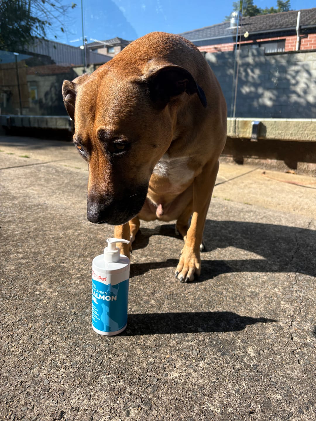 Customer photo review of Salmon Oil