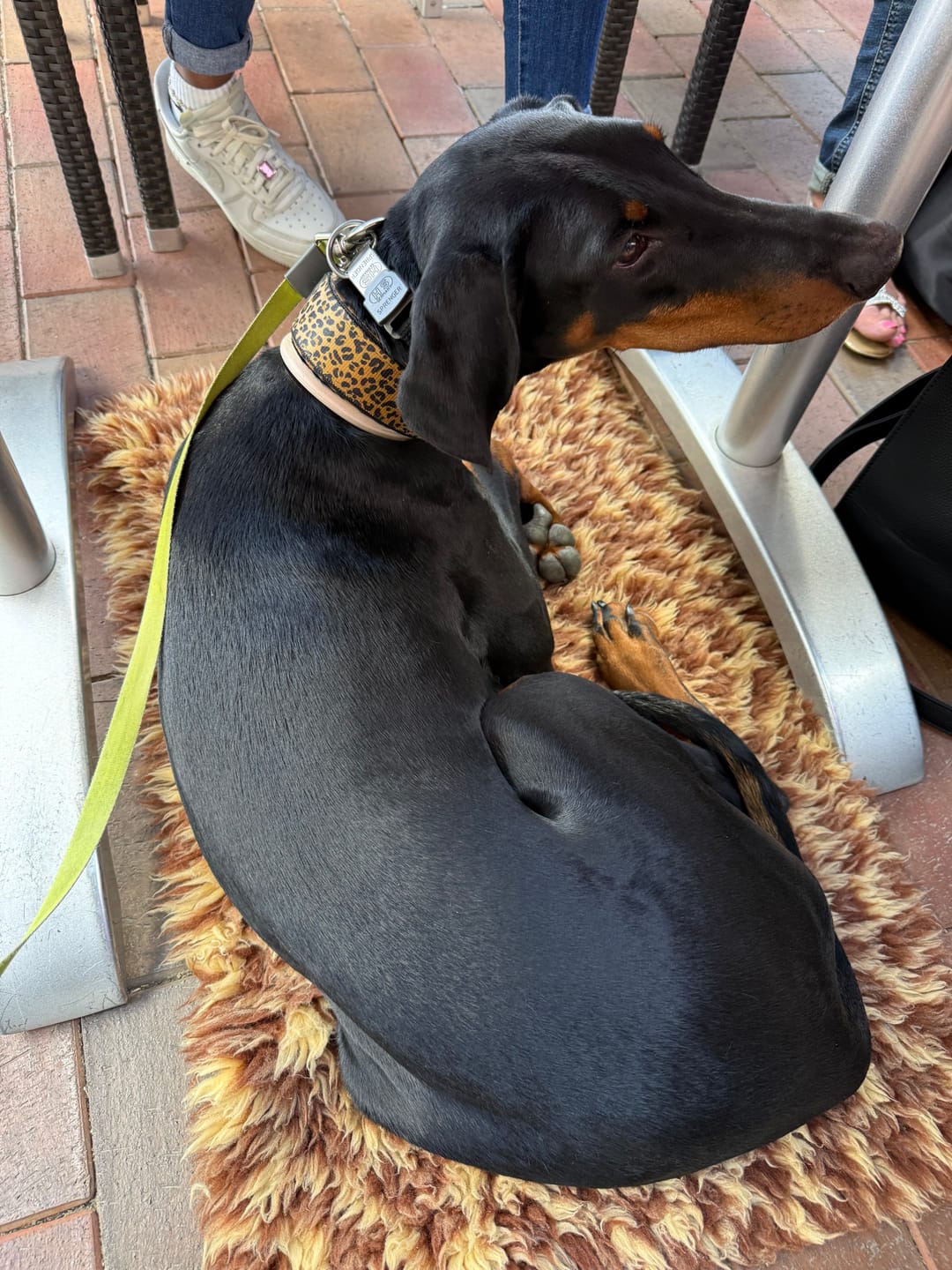 Customer photo review of Active Komfort Leopard - Brett slitstarkt hundhalsband med spänne