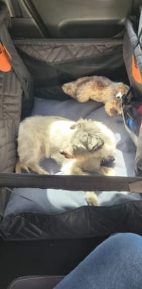 Customer photo review of Marlo&Co™ Single Seat Adventure Bundle