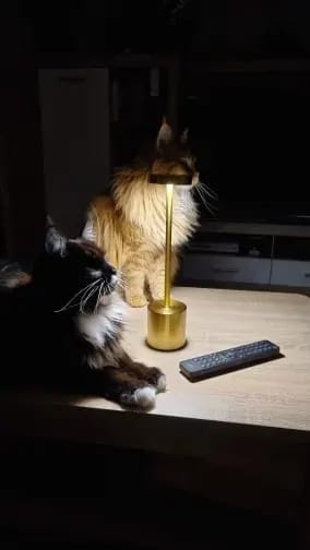 Customer photo review of Gold Table Lamp for Bedside, Cordless Rechargeable, 34 cm