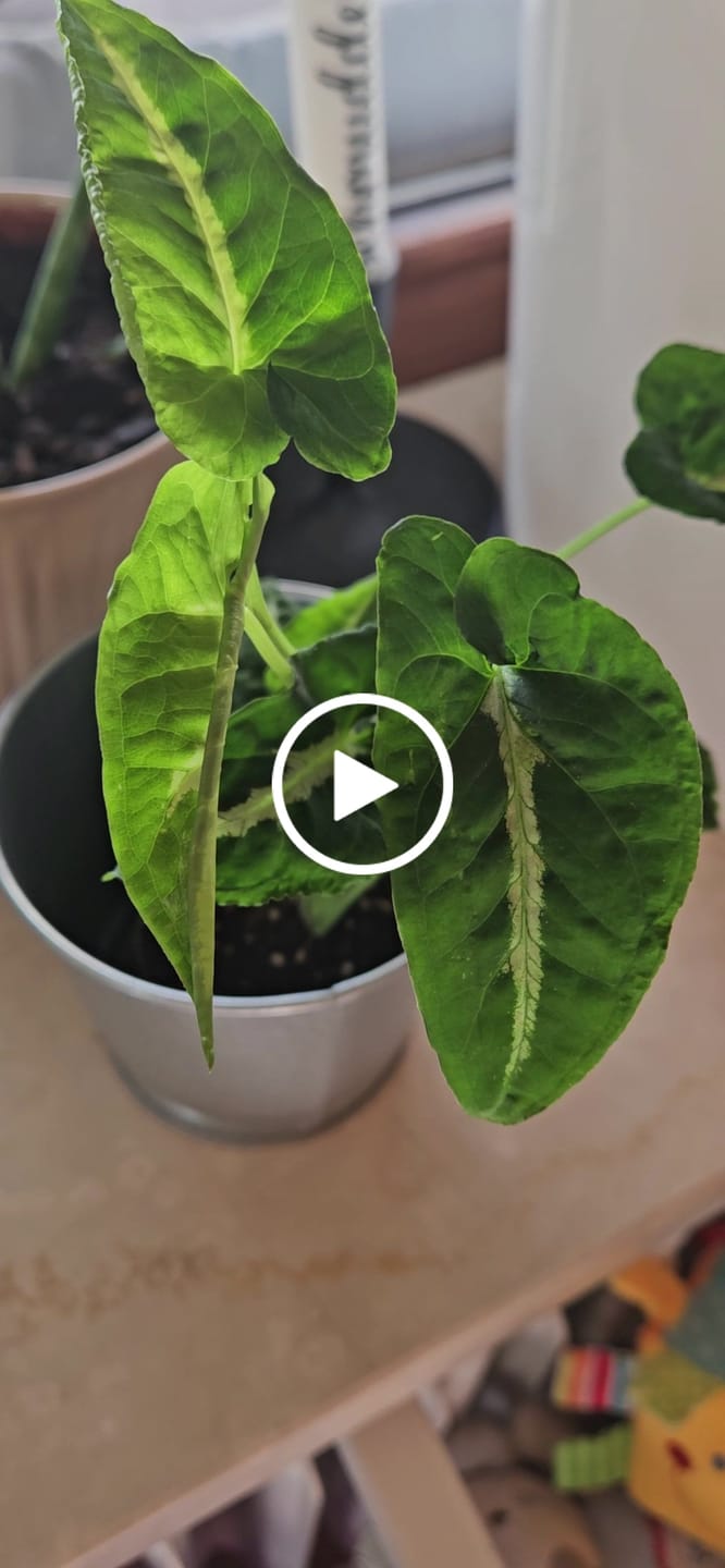 Customer video review of SAD-PLANT-SET