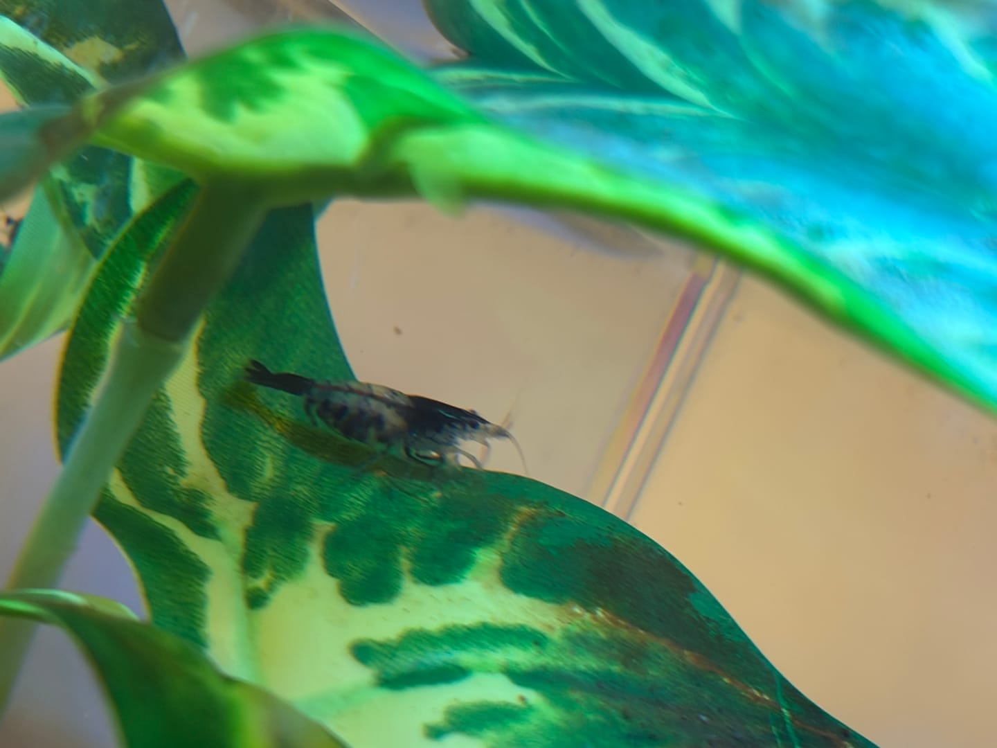 Customer photo review of Carbon Rili Shrimp