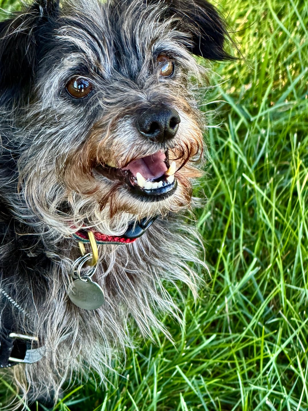Customer photo review of Dogshood ™