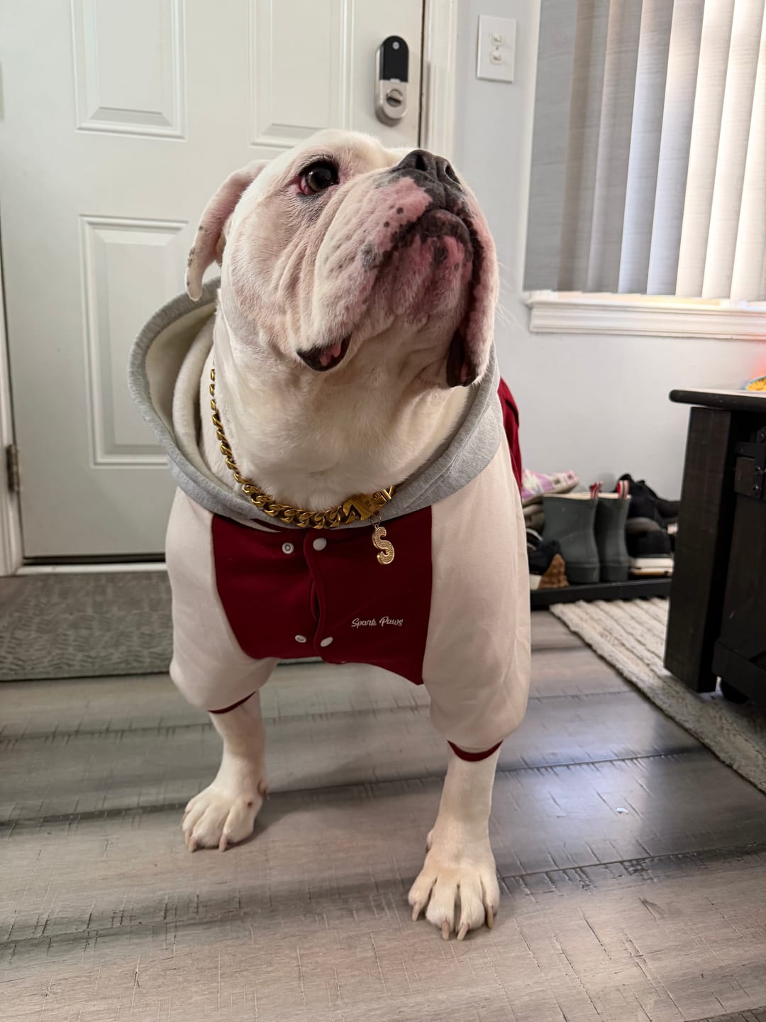 Customer photo review of Dog Varsity Jacket - Red