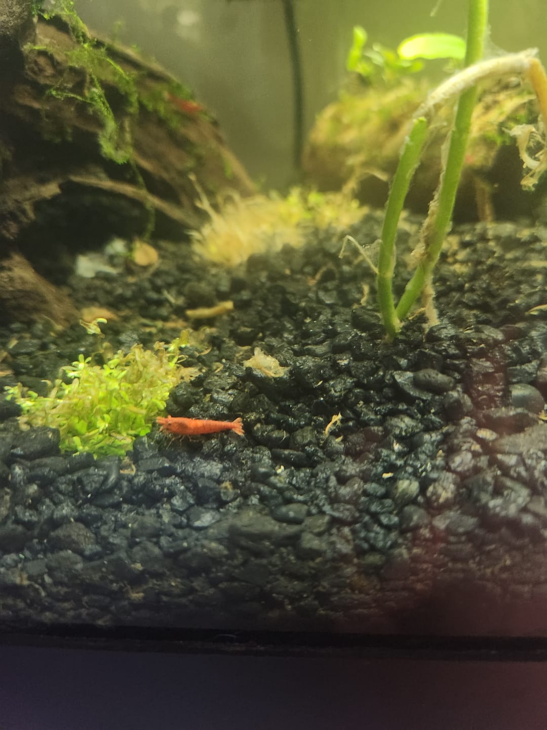 Customer photo review of Skittles Shrimp