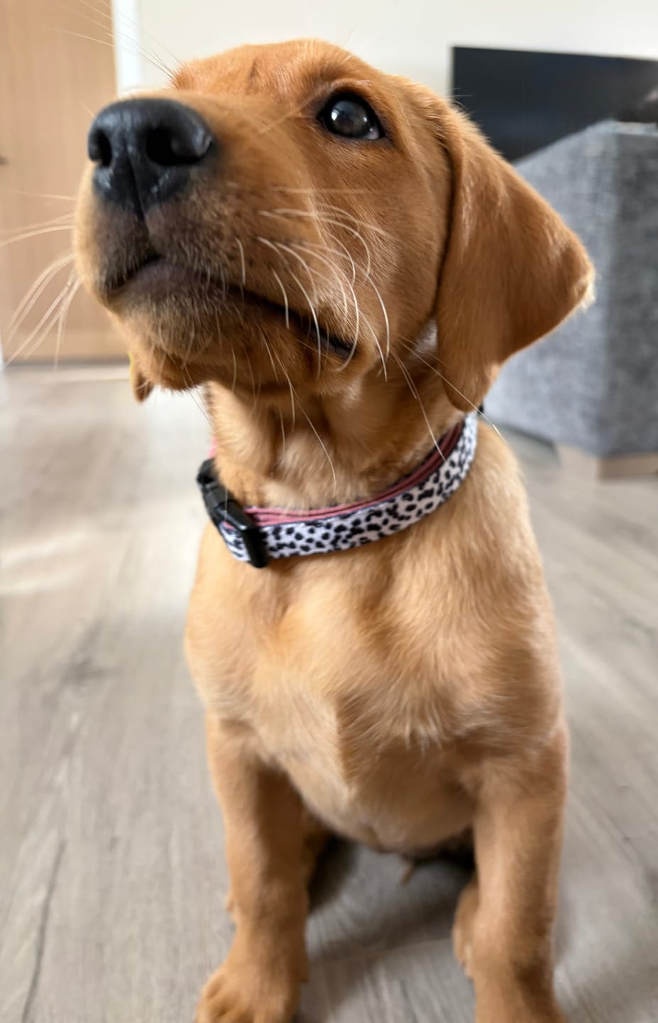 Customer photo review of Luxe Collection | Dog Collar | Berry Dalmatian