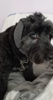 Customer photo review of Orejeras para Perros con Reducción de Ruido