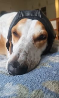 Customer photo review of Orejeras para Perros con Reducción de Ruido