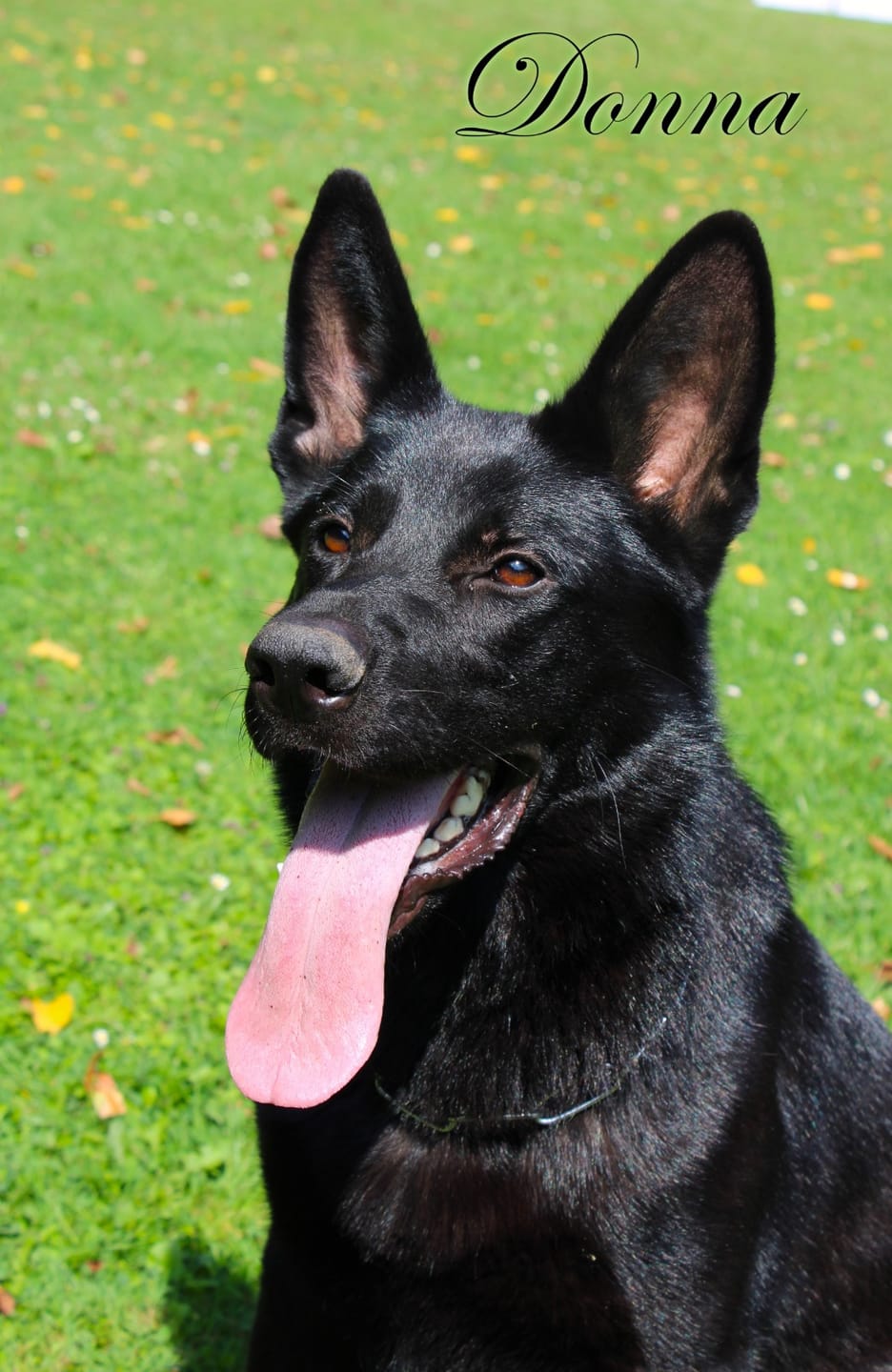 Customer photo review of Darmflora Test Basic Hund