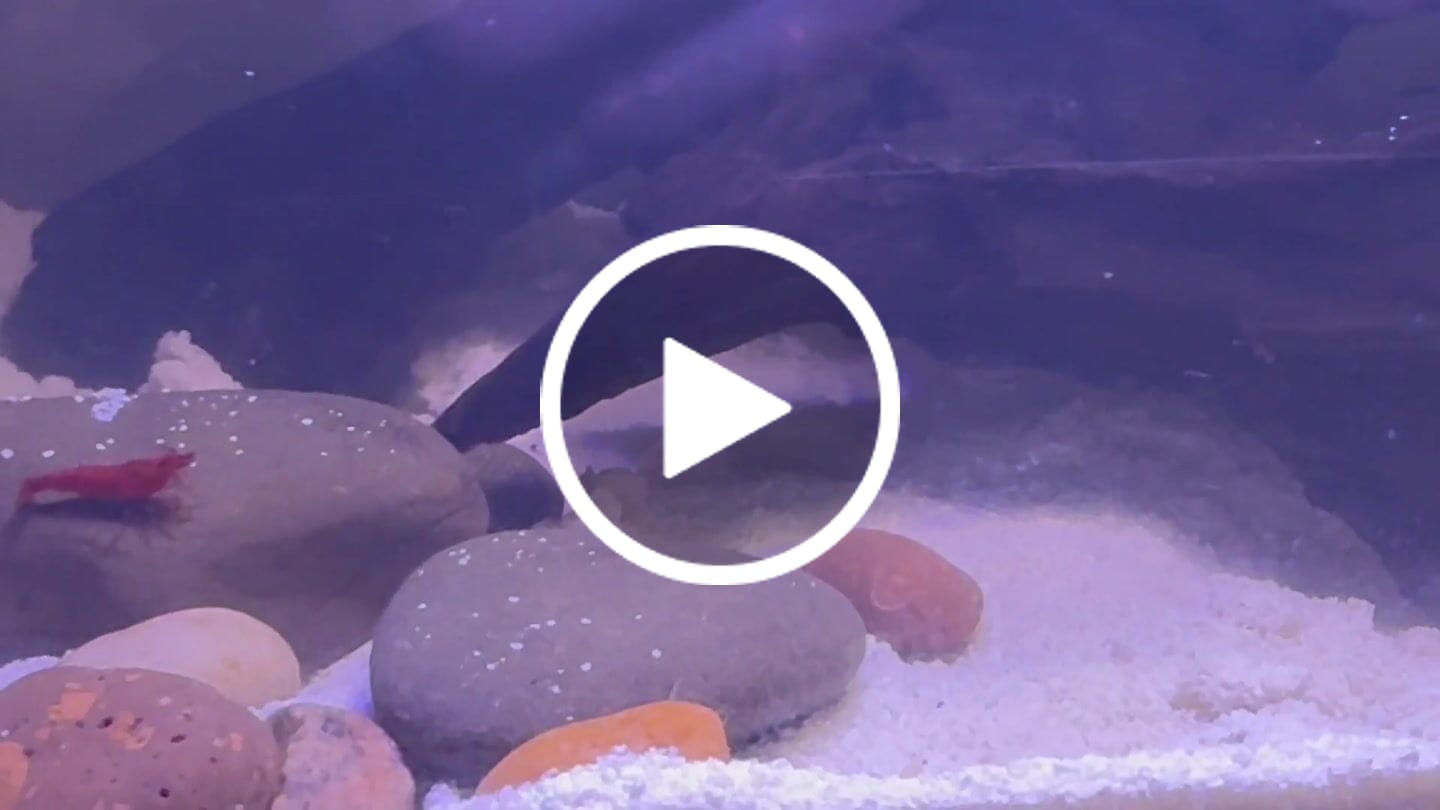Customer video review of Skittles Shrimp