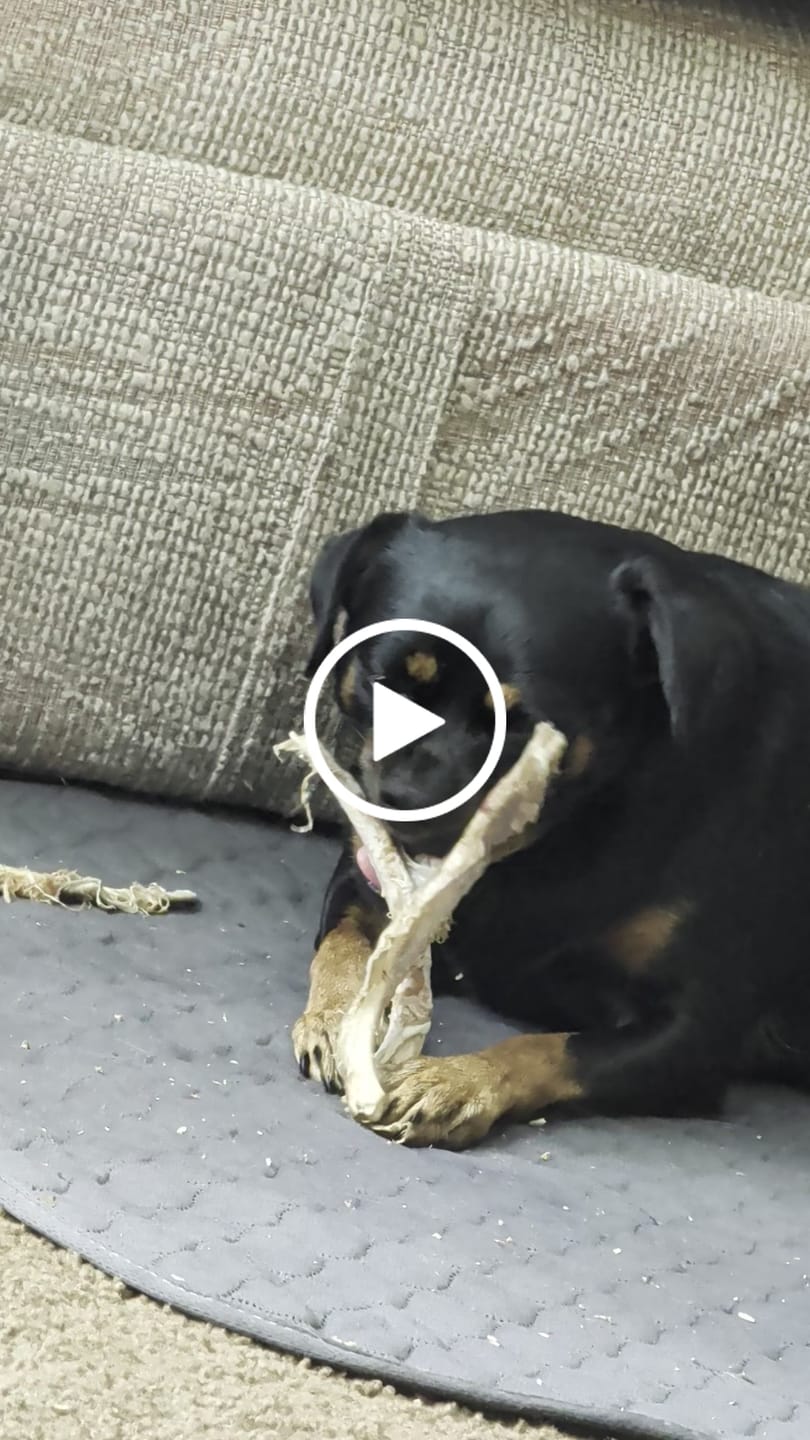 Customer video review of Ostrich Rib Chew (8" x 3.5"): The Long-Lasting, Flavorful Chew for Small and Medium Dogs - 2 Pieces