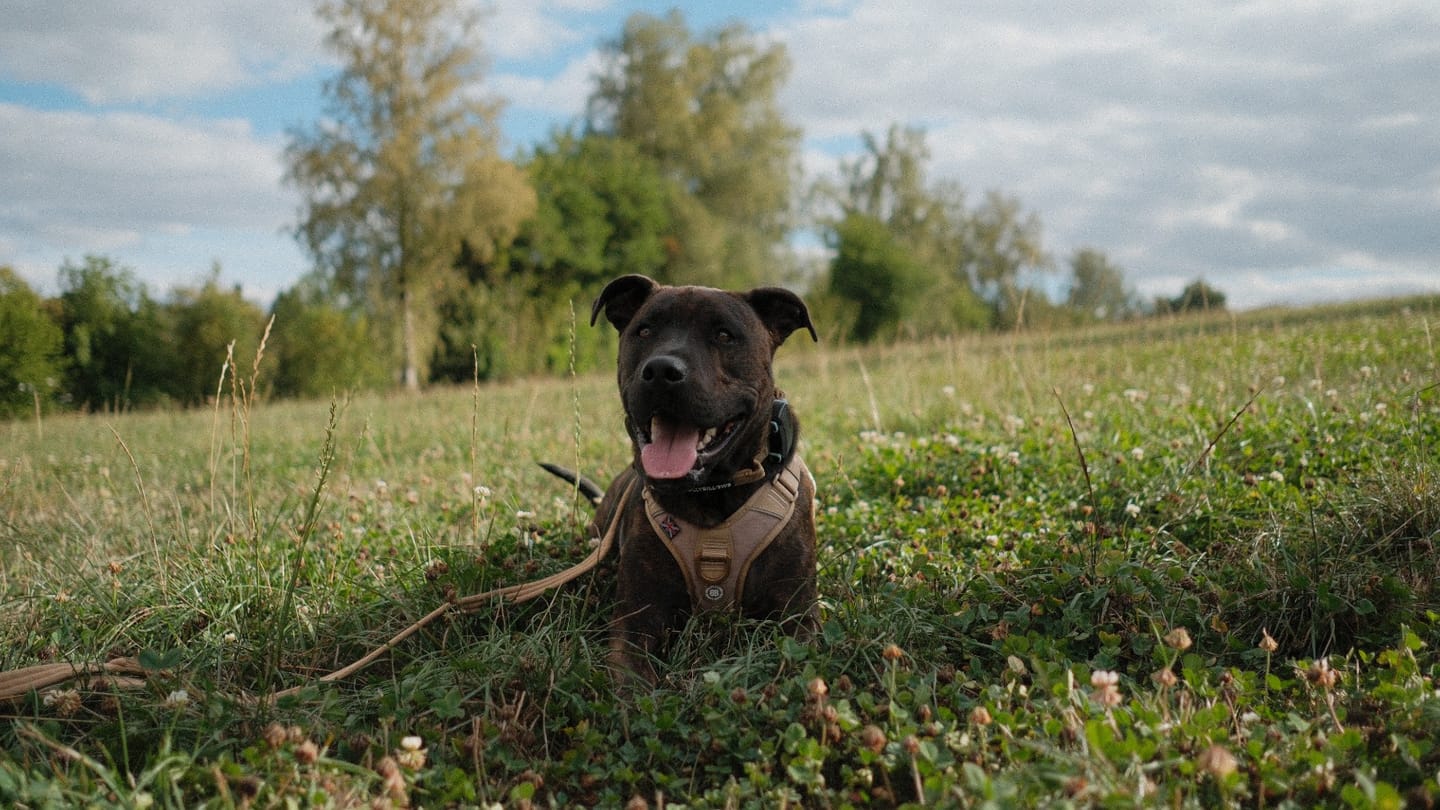 Customer photo review of Lightweight Training Double Ended Dog Leash | 2m Length - Tan x Tan
