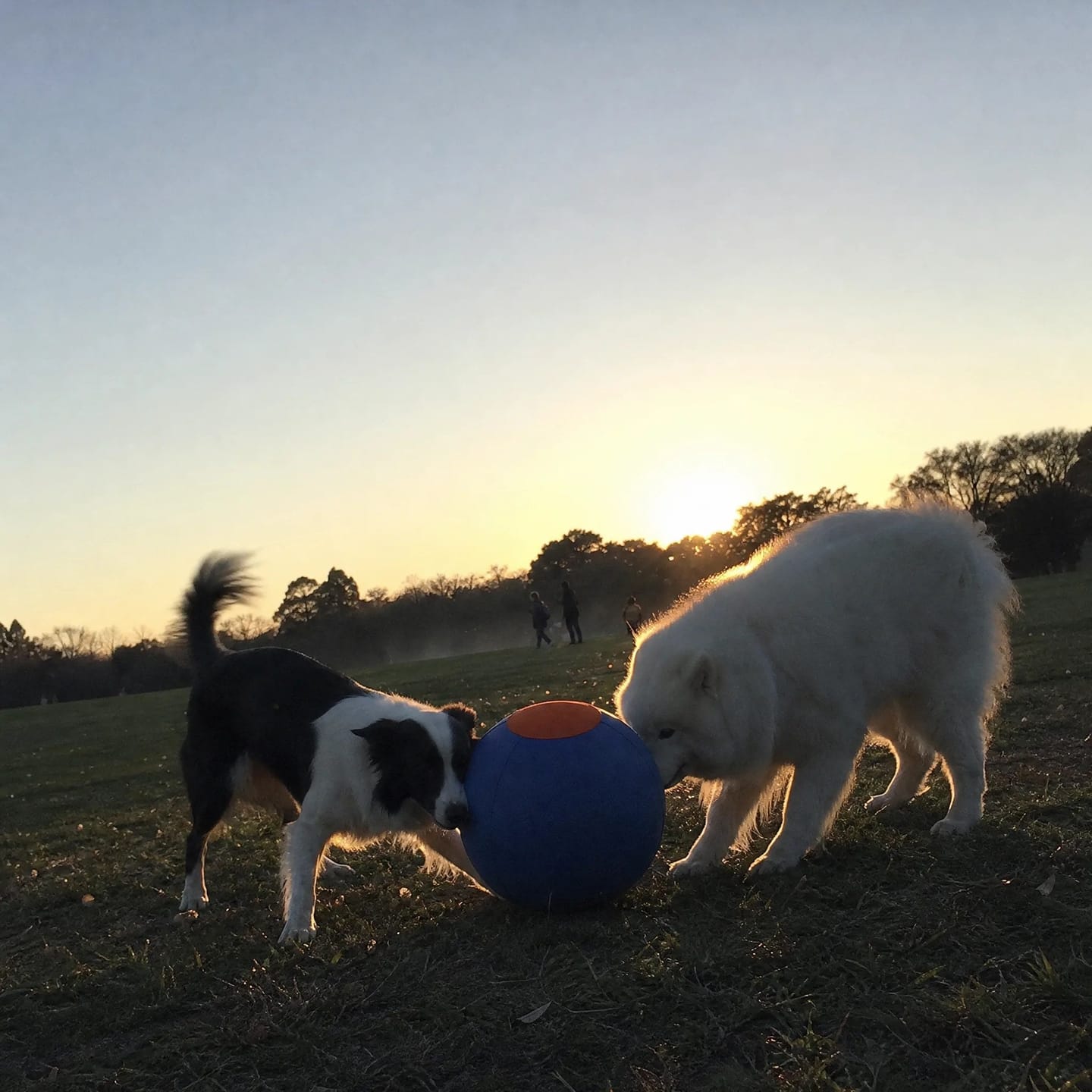 Customer photo review of DriveBall — Herding Ball for High-Drive Dogs, Zip-Close Oxford Cover, Replaceable Bladder
