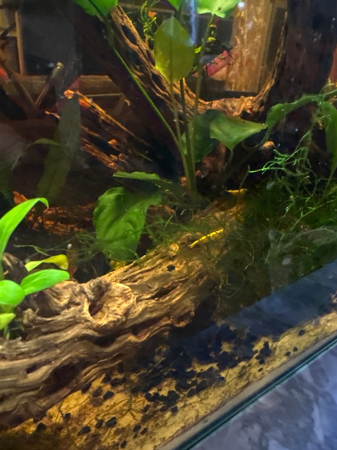 Customer photo review of Yellow Golden Back Shrimp