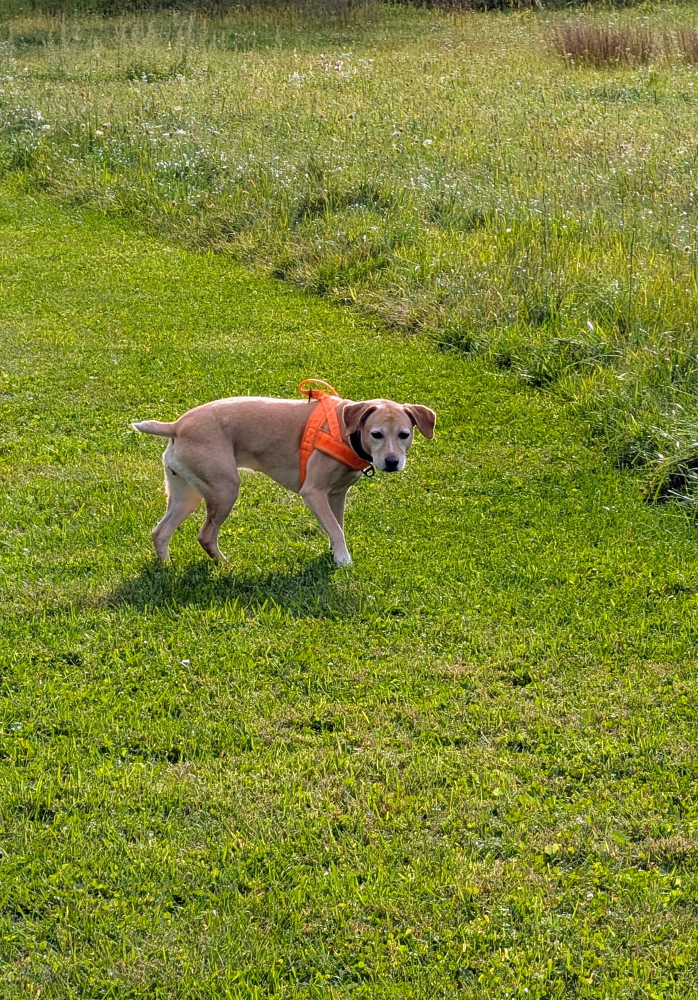 Customer photo review of NEW Team K9® Lightweight Personalized No Pull Dog Harness with a Quick-Release Metal Buckle, Reinforced Front & Back V-Rings, Hook & Loop Panels, Padded Adjustable Straps, Top Handle, & Reflective Stitching