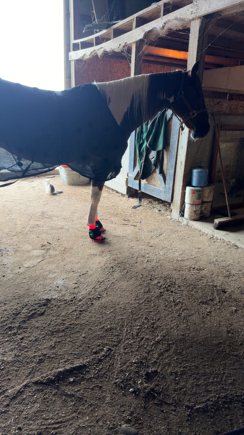 Customer photo review of HorseHalo™ HaloLegs Mini
