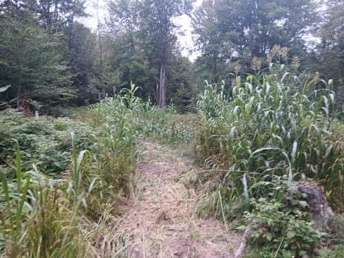 Reviewer's Hideaway sorghum and millet screening plants grown in a thick, tall line along an open field trail.
