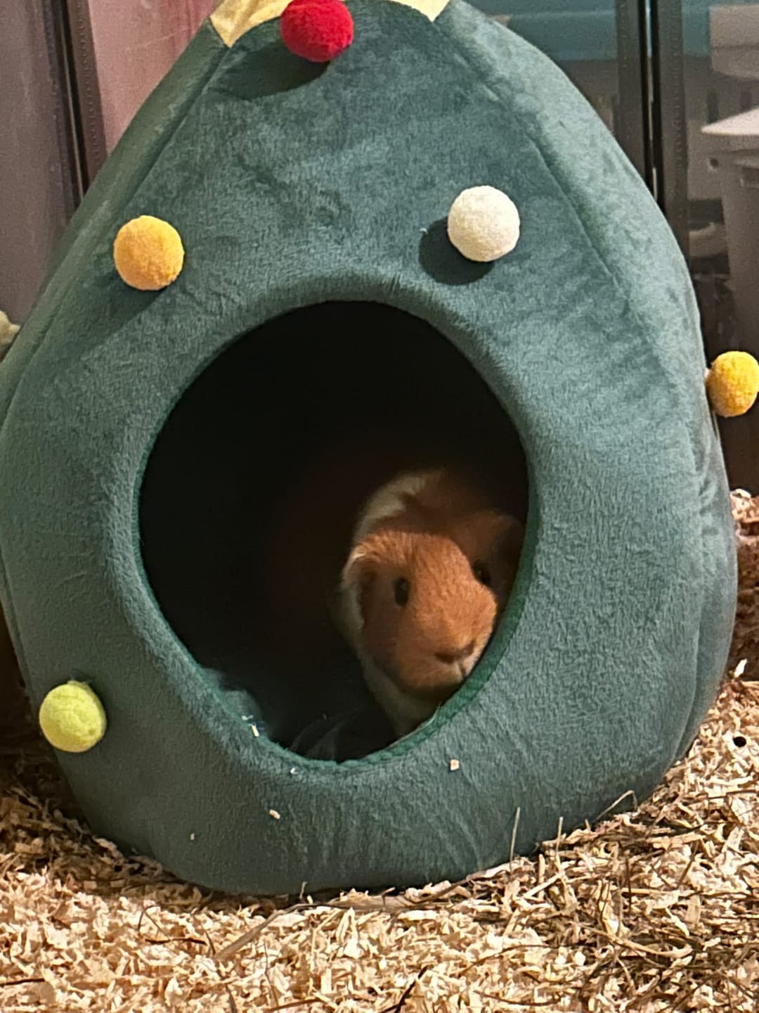 Customer photo review of 🎄 Oh Tannenbaumhaus – Das kuschelige Weihnachts-Versteck für deine Meerschweinchen