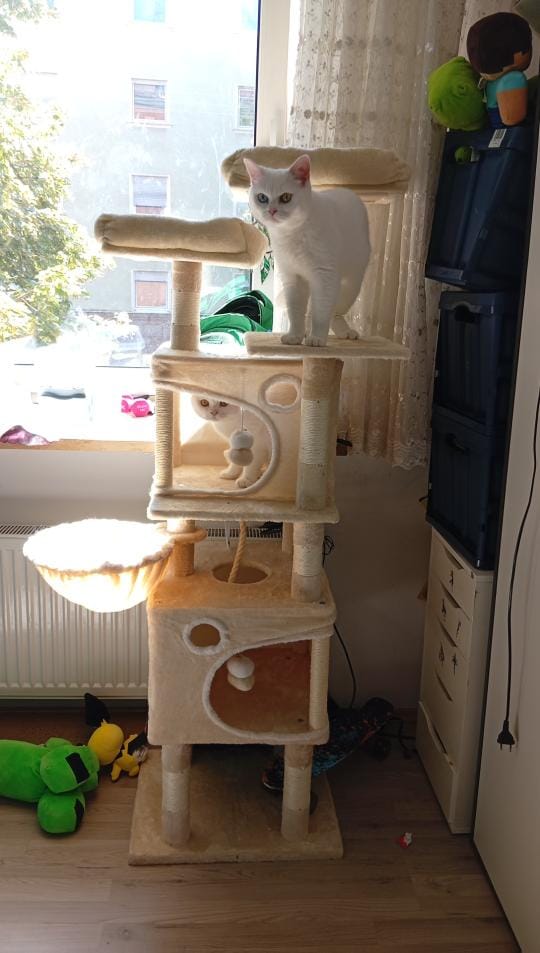 Customer photo review of Arbre à Chat 161cm – 7 Niveaux & Grande Stabilité