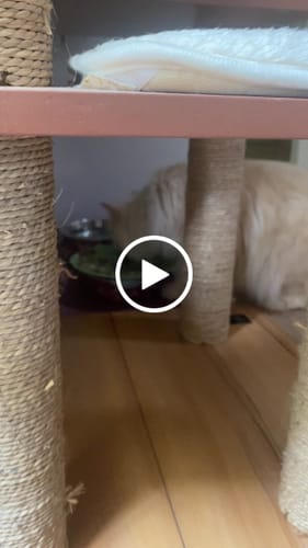 Avis vidéo d'un client sur Pâtée Chat Stérilisé Sans Céréales - Poulet