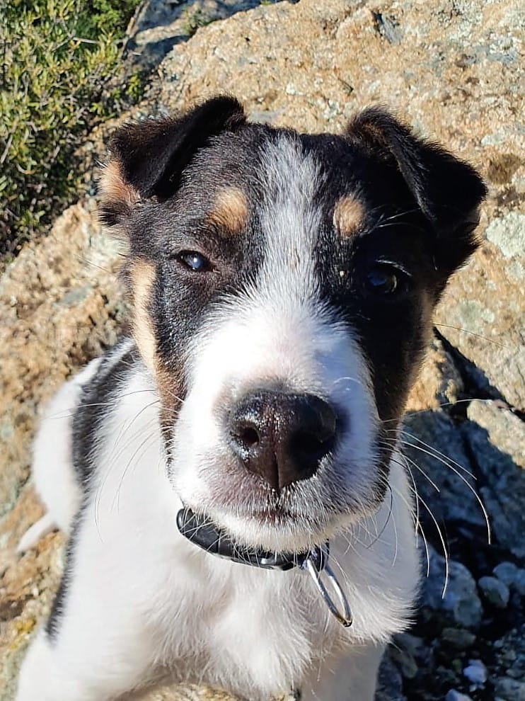 Customer photo review of EXSPOT (6 pipette da 2 ml) – Antiparassitario per cani da 41 Kg a 55 Kg
