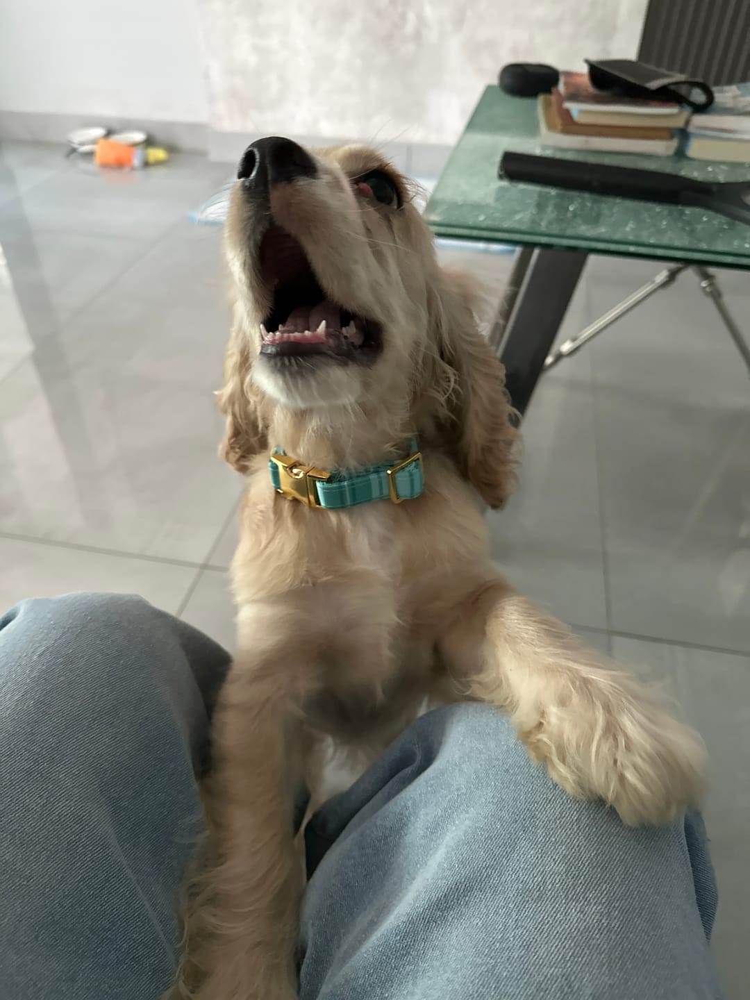 Customer photo review of Northern Lights Plaid - Dog Collar - FINAL SALE
