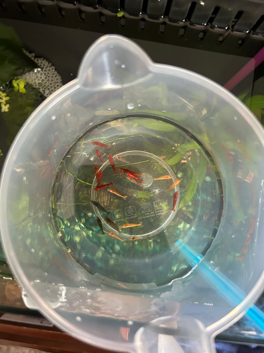 Customer photo review of Neocaridina Skittles Shrimp Pack – Assorted Freshwater Colors