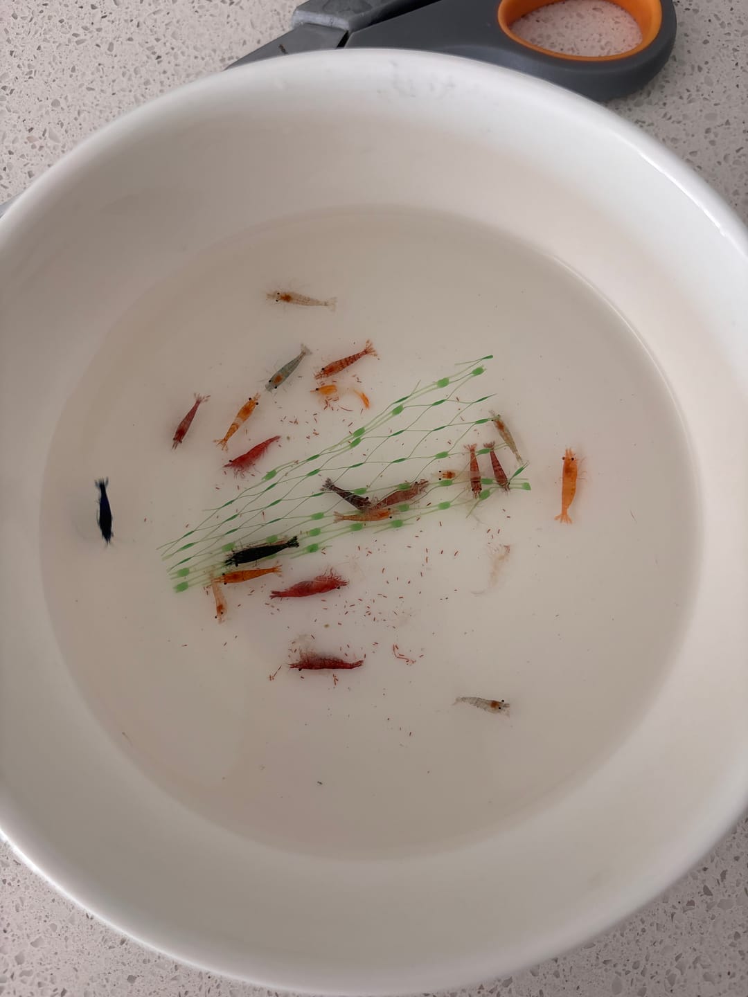 Customer photo review of Skittles Shrimp