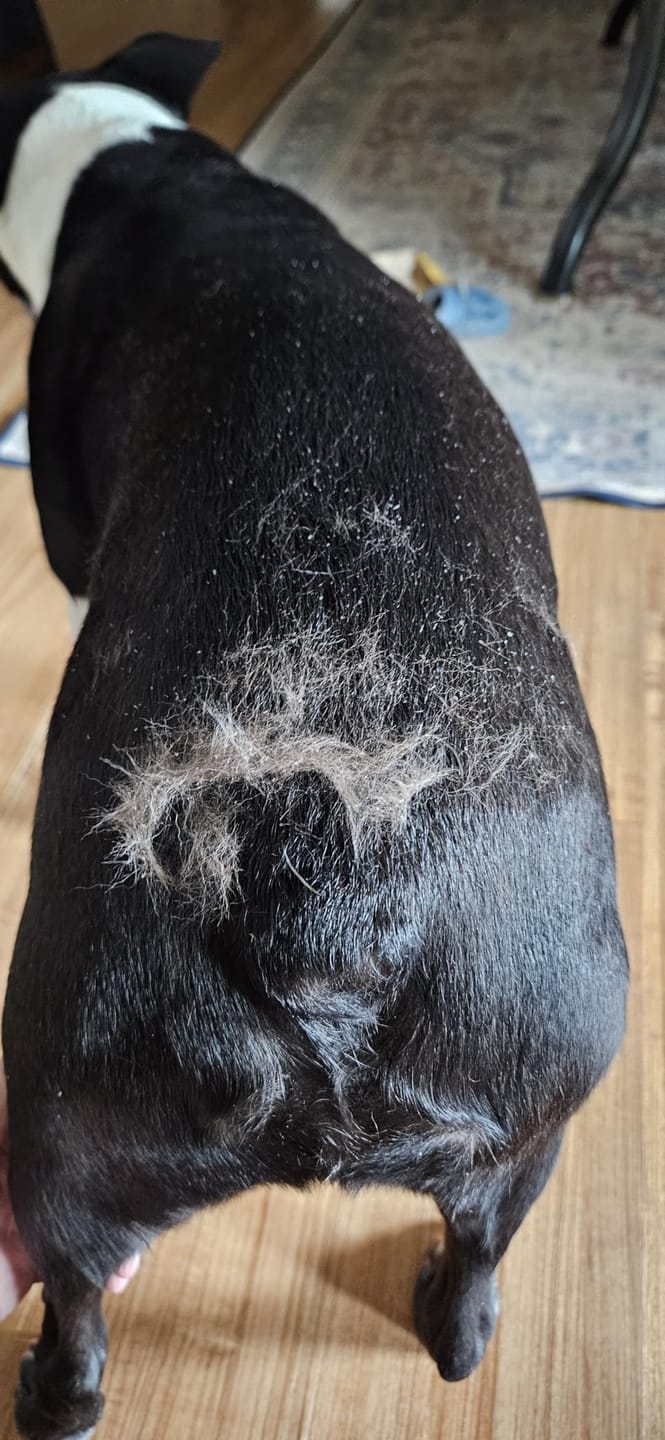 Customer photo review of CleanPaws™ Peluqueria Profesional en Casa