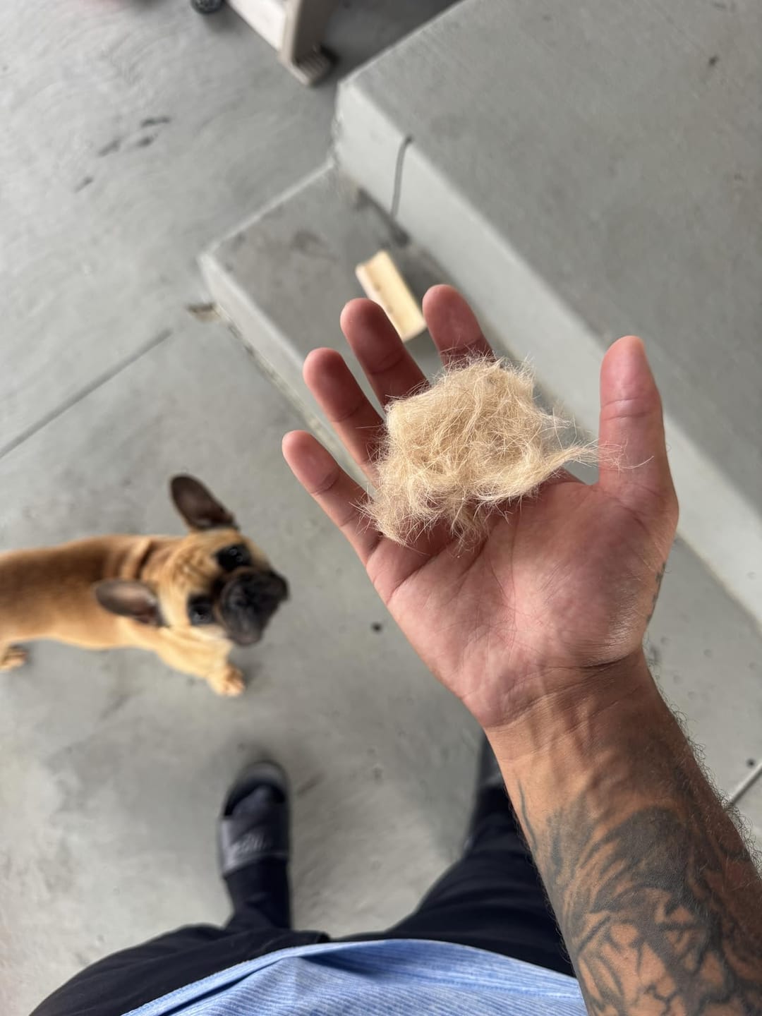 Customer photo review of CleanPaws™ Peluqueria Profesional en Casa