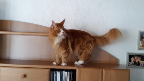 Customer's ginger cat standing on a wooden cabinet, likely used in a home setting alongside the Naturreines Katzenstreu.