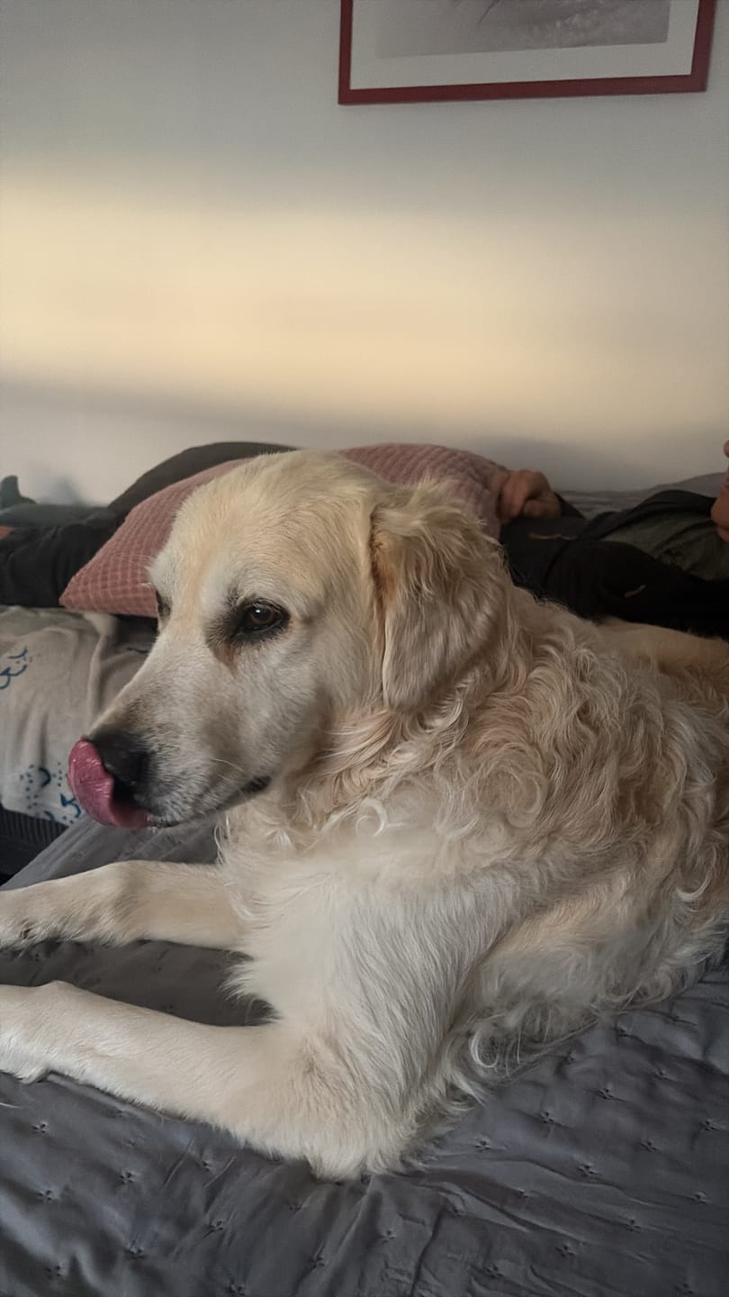 Customer photo review of Kräuter Dentals für Hunde