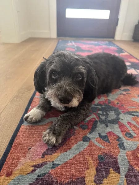 Customer photo review of Canident Polvo Dental para Perros – Removedor de Placa Natural a base de Algas Marinas para Perros