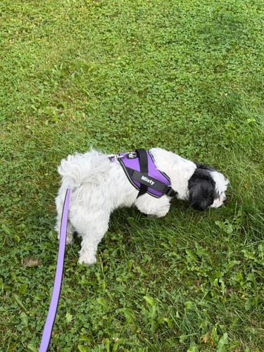Customer's Dogshood No Pull Harness in purple on a dog sniffing in the grass.