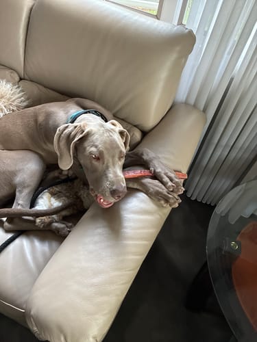 Customer's dog chewing on a 12 Inch Monster Bully Stick while resting on a light-colored couch.