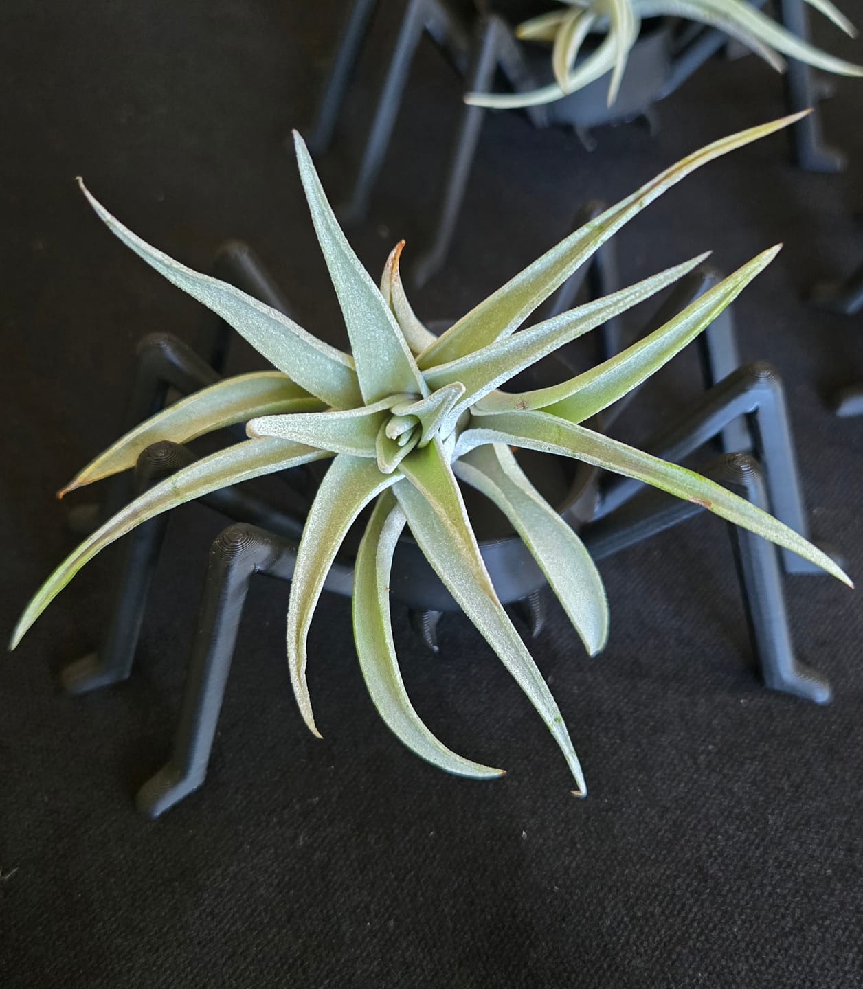 Customer photo review of Wholesale Harrisii Small  (Minimum Order 10)  *Cannot Be Shipped Internationally*