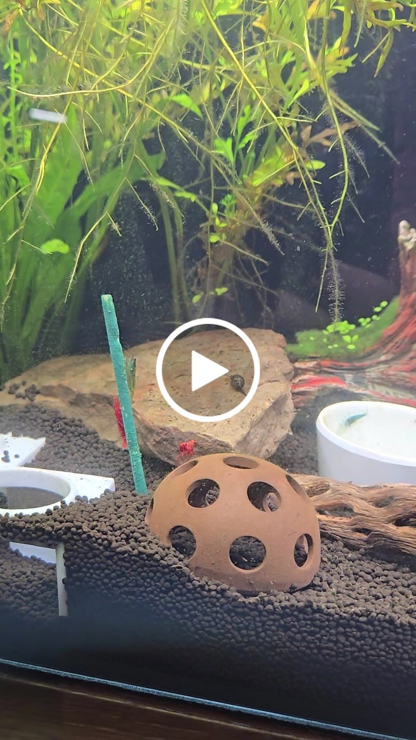 Customer video review of Blue Velvet Shrimp
