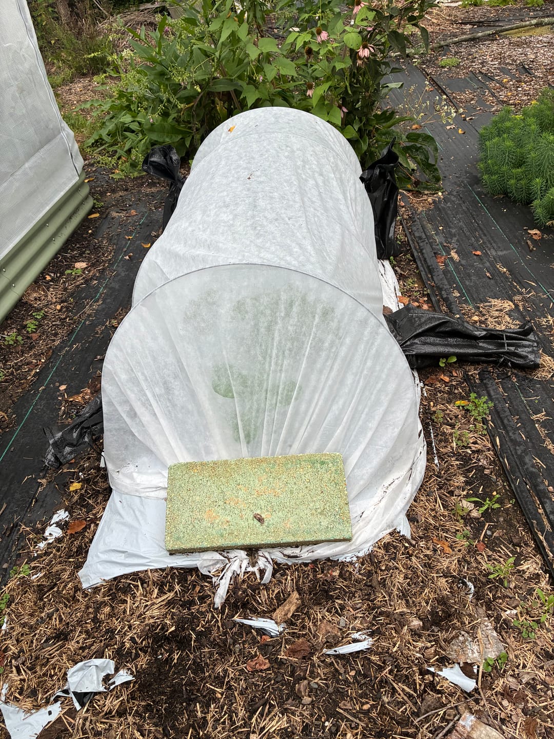 Customer photo review of Floating Row Cover*
