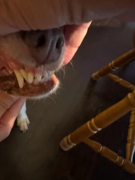 Customer photo review of Canident Polvo Dental para Perros – Removedor de Placa Natural a base de Algas Marinas para Perros