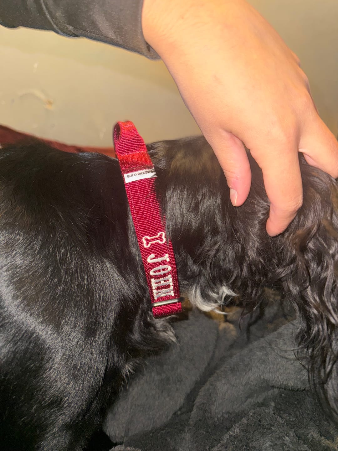 Customer photo review of 2.5cm Combat® Collar | With Handle & Secure Clip - Burgundy