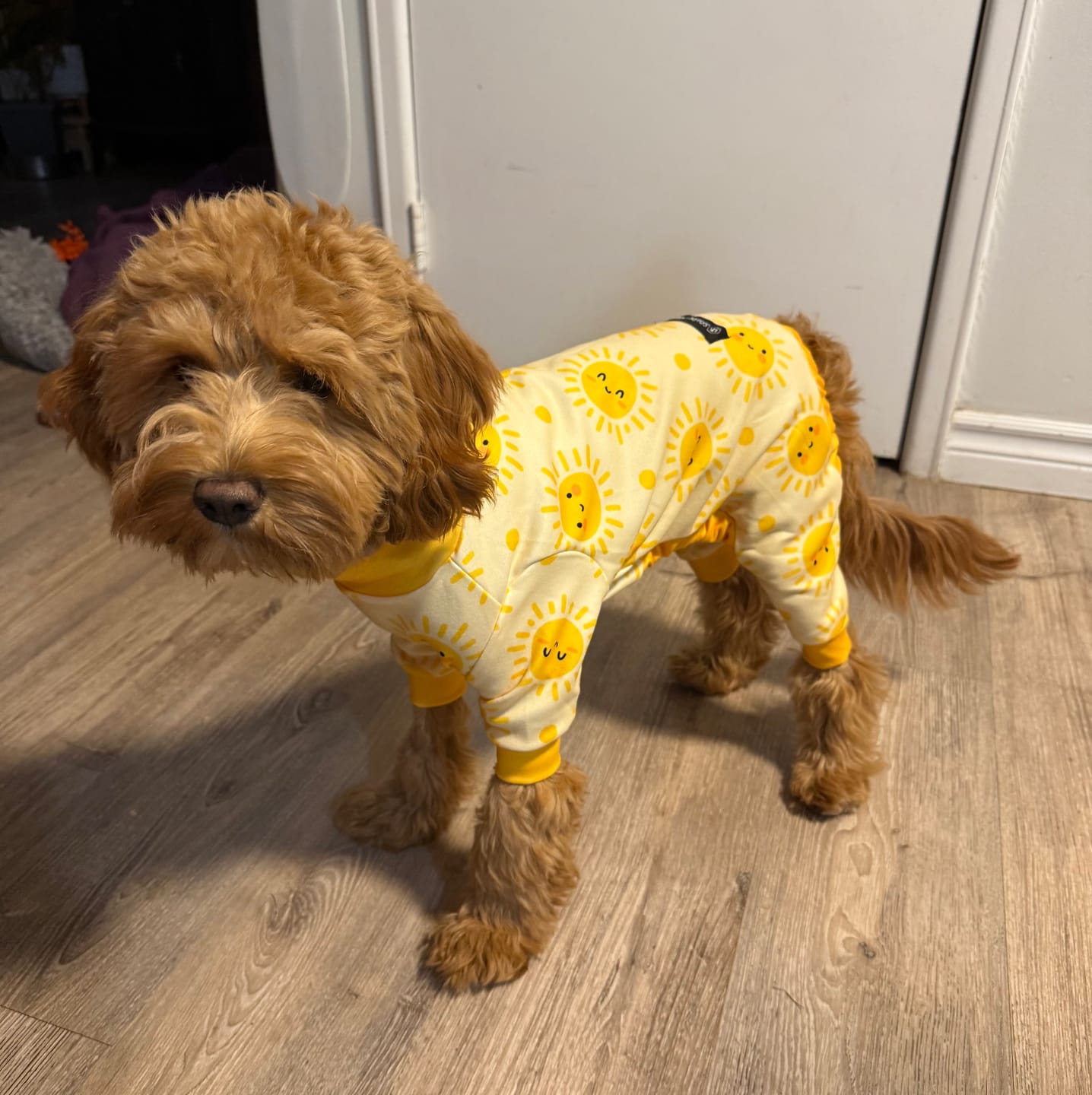 Customer photo review of Dog Pajama - Sunshine