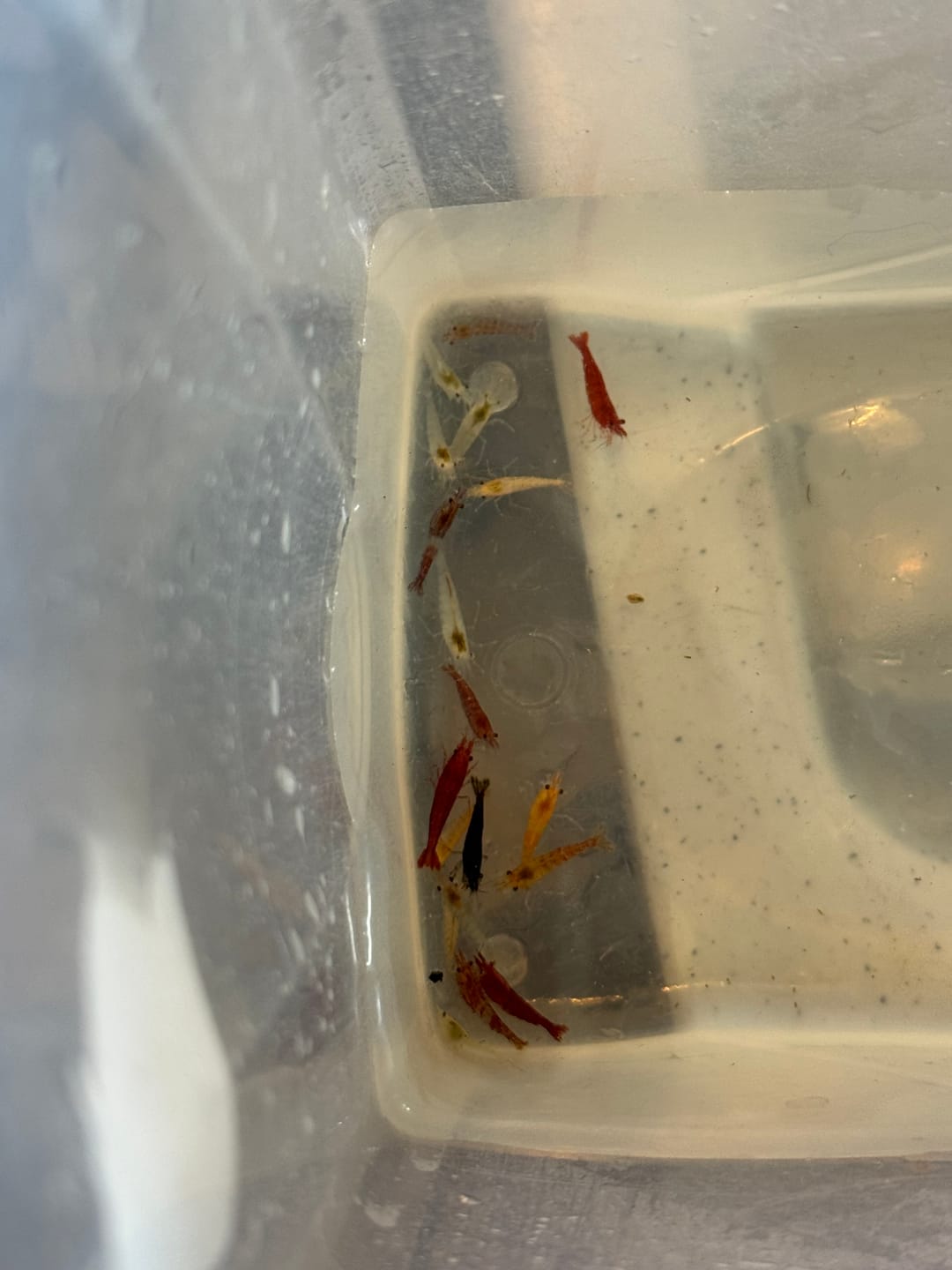 Customer photo review of Neocaridina Skittles Shrimp Pack – Assorted Freshwater Colors
