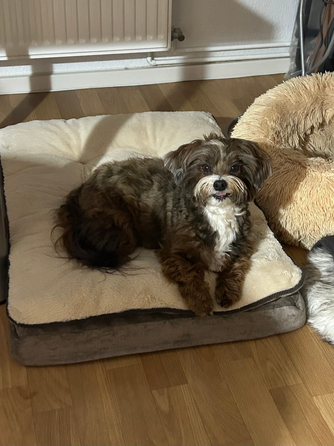 Customer photo review of Orthopädische Hundeinsel "Easy"