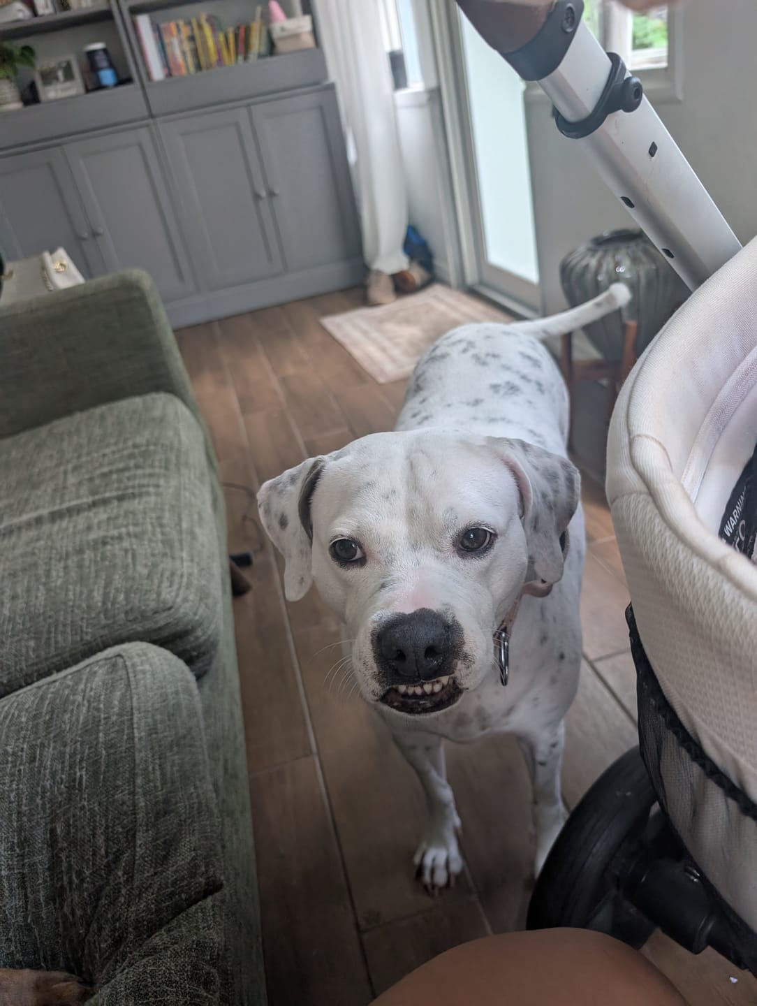 Customer photo review of Wholly Pup Gift Card