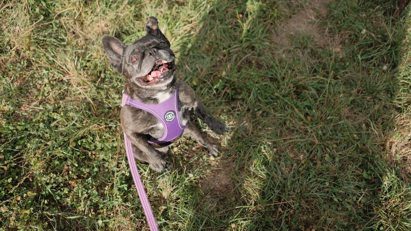 Customer photo review of Step in Harness | XS-M Breeds - Purple