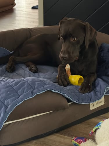 Customer's chocolate Labrador relaxing on a bed, chewing on a 10-12 Inch Collagen Stick held in a yellow holder.