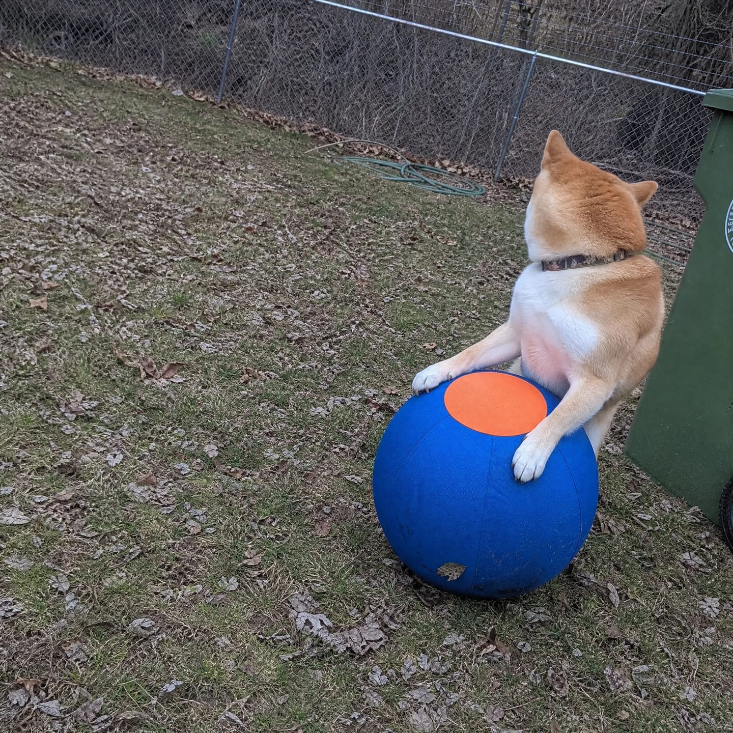 Customer photo review of DriveBall — Herding Ball for High-Drive Dogs, Zip-Close Oxford Cover, Replaceable Bladder