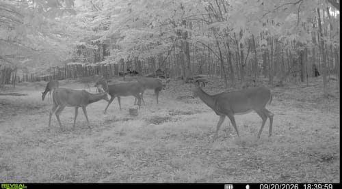 Customer's trail camera capture of a herd of deer grazing in a forest food plot using Early Draw forage.