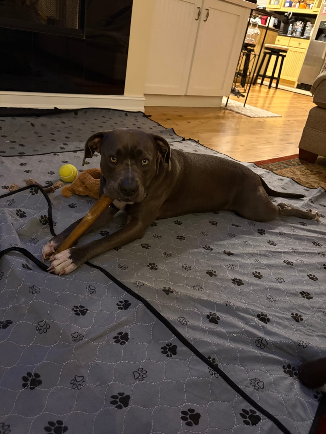 Customer photo review of Super Bull Sticks