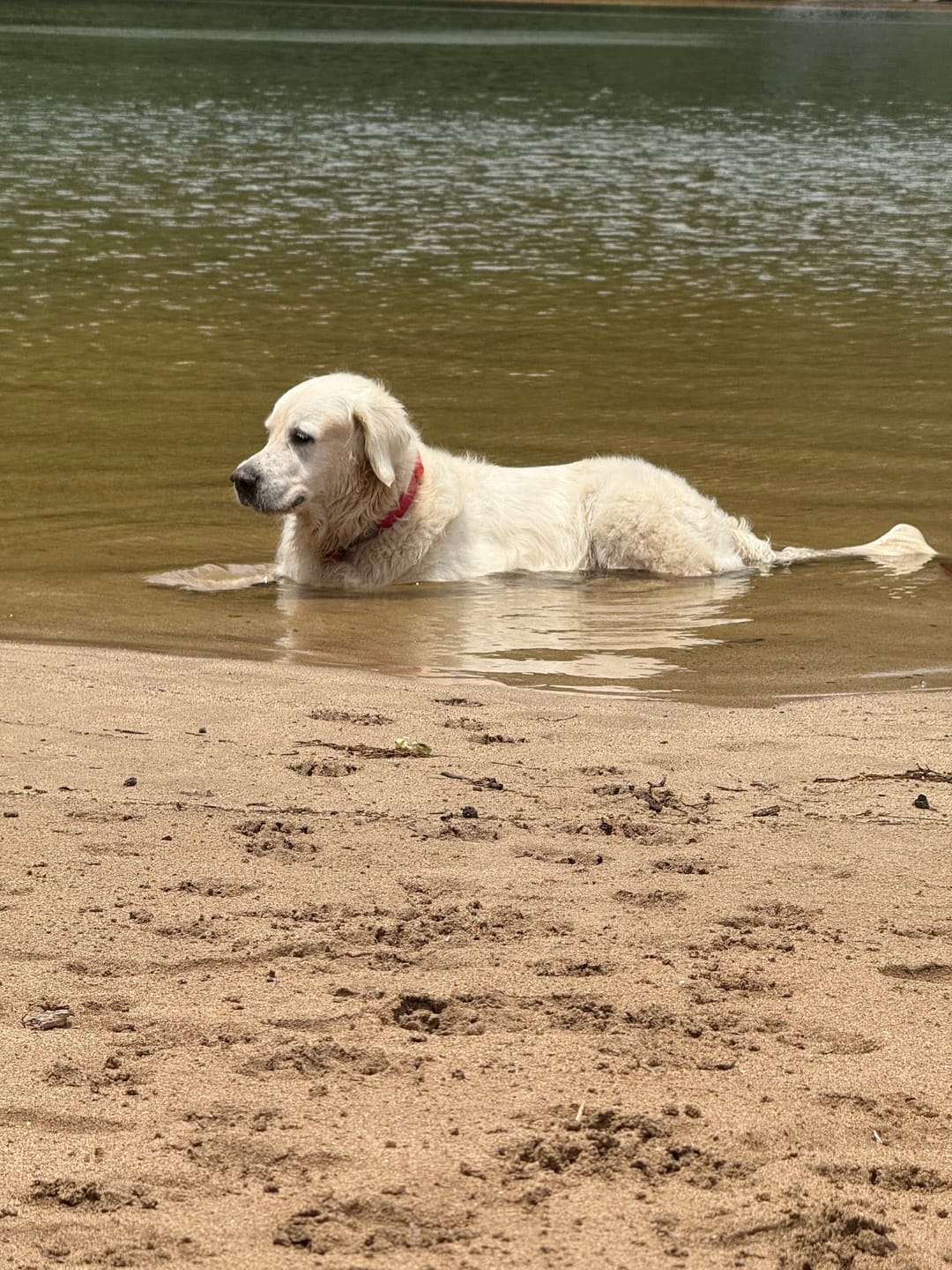 Customer photo review of FurLife™ - 12 Months All Natural Flea and Tick Tags for Dogs